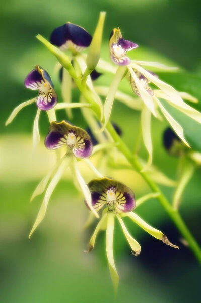 MAM_0477. Encyclia cochleata. Orchid. Green subject. Green b / g