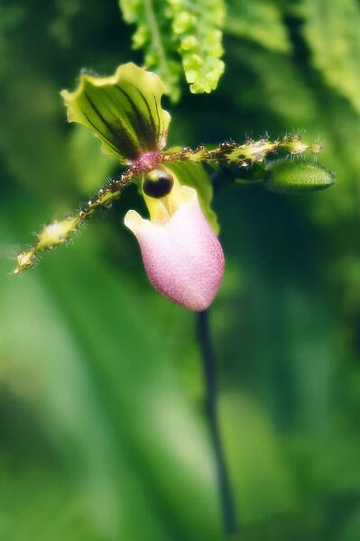 MAM_0478. Paphiopedilum Victoria-regina. Orchid - Ladys slipper orchid