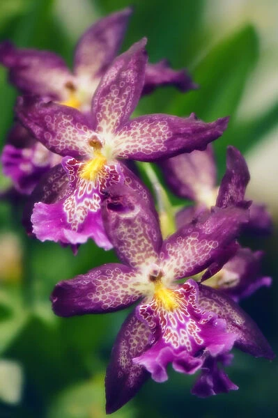MAM_0480. Beallara marfitch Howards dream. Orchid. Purple subject. Green b / g