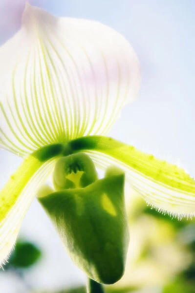 MAM_0482. Paphiopedilum - variety not identified. Orchid. Green subject
