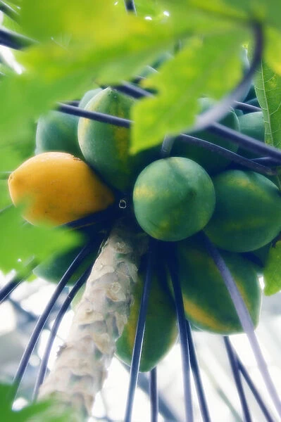 MAM_0484. Carica papaya. Papaya. Green subject