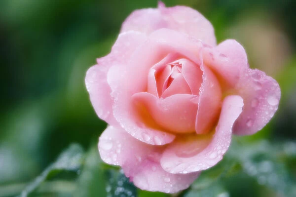 MAM_0503. Rosa - variety not identified. Rose. Pink subject. Green b / g