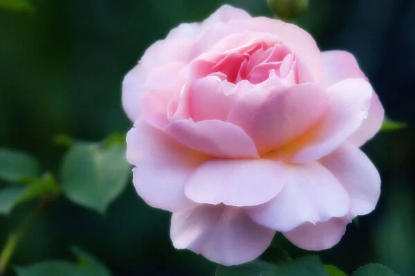 MAM_0504. Rosa - variety not identified. Rose. Pink subject