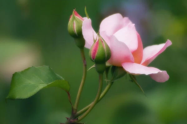 MAM_0506. Rosa - variety not identified. Rose. Pink subject. Green b / g