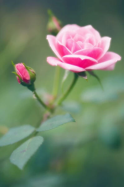MAM_0529. Rosa - variety not identified. Rose. Pink subject. Green b / g