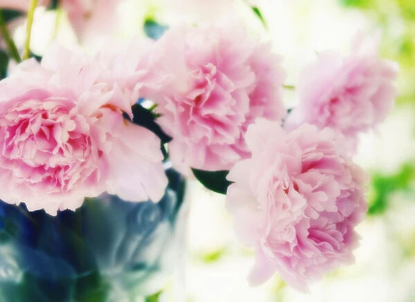 MAM_0678. Paeonia lactiflora Sarah Bernhardt. Peony. Pink subject