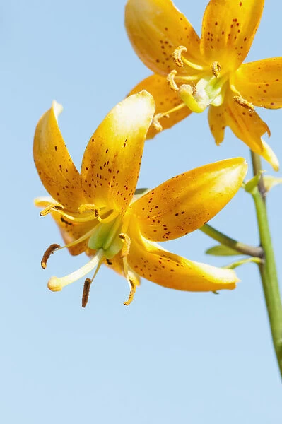 Martagon Lily, Lilium hansonii, Two orange spotted flowers against blue sky