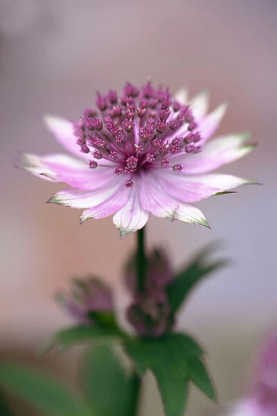 Masterwort, Astrantia major Roma, One flower fully open showing pale pink streaked