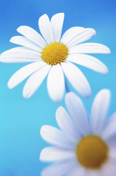 MB_323. Leucanthemum vulgare. Daisy - Ox-eye daisy. White subject. Blue b / g