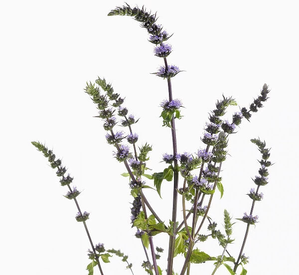 mentha spicata purple sensation, mint, spearmint
