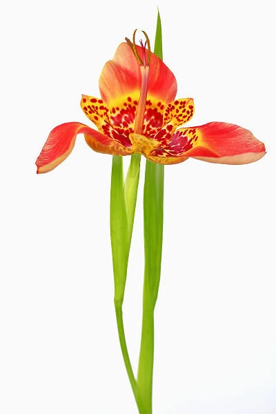 Mexican Shell flower, Tigridia, Tigridia pavonia