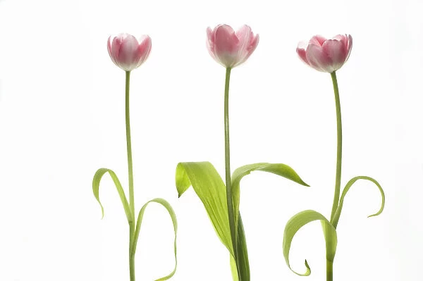 MH_0004. Tulipa - variety not identified. Tulip. Pink subject. White b / g