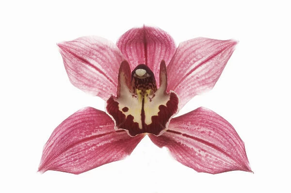 MH_0022. Cymbidium. Orchid. Pink subject. White b / g