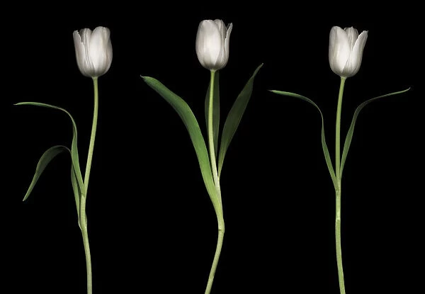MH_0083B. Tulipa - variety not identified. Tulip. White subject. Black b / g