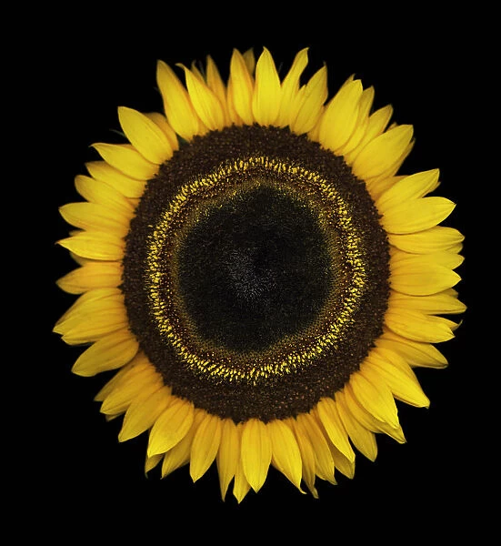 MH_0095. Helianthus - variety not identified. Sunflower. Yellow subject. Black b / g