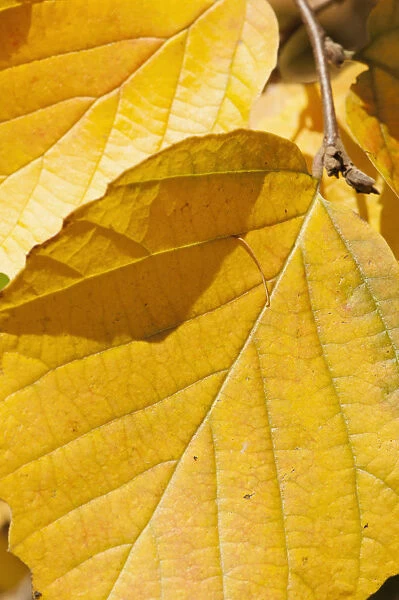 Mountain witch alder, Fothergilla major, Close view of a couple of yellow autumn leaves
