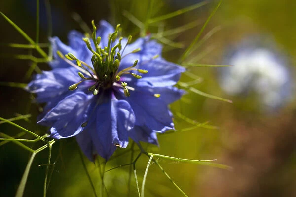 Nigella, Nigella damascena, Close up of blue coloured flower growing outdoor