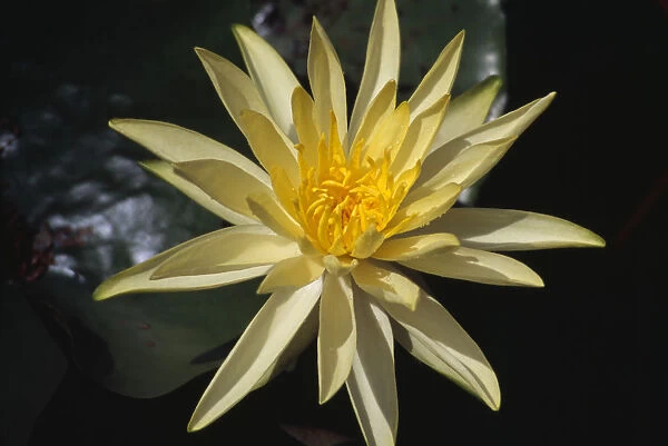 nymphaea cultivar, water lily, cream subject