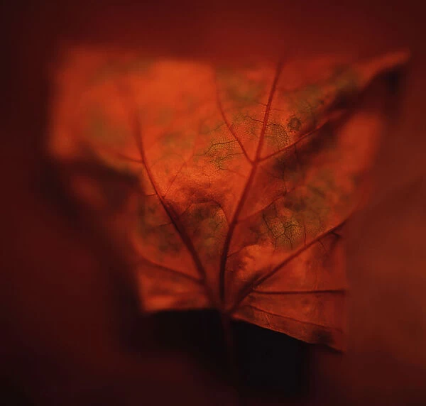 Orange Autumn Leaf One Vein Orientation Horizontal