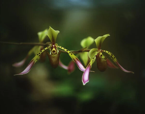 Orchid, Paphiopedilum lowii