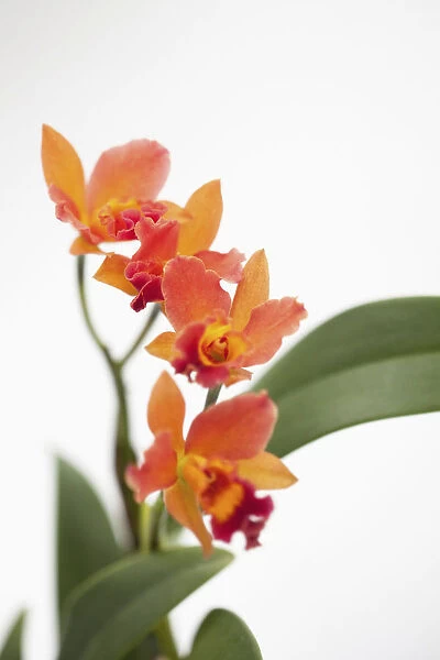 Orchid, Studio shot of orange coloured flower