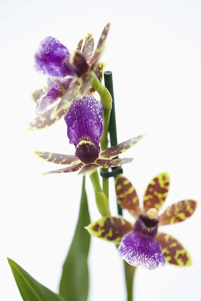 Orchid, Studio shot of purple coloured flower