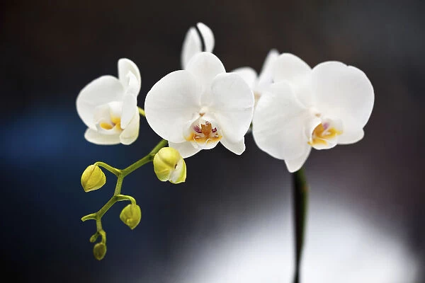 Orchid, Studio shot of white coloured flower