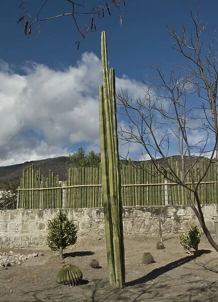 pachycereus marginatus, cactus, mexican fence post cactus