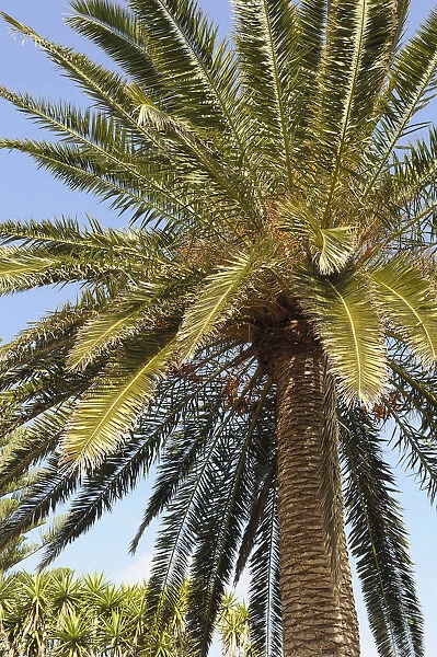 Palm, Date palm, Phoenix, Phoenix canariensis