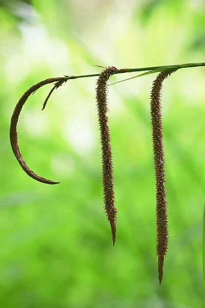 PBT_0017. Carex pendula, Sedge, Brown subject, Green background