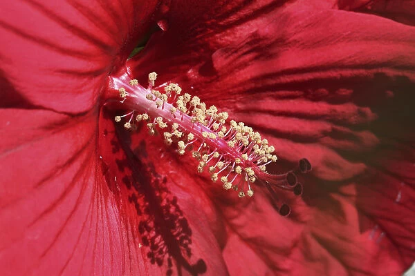 PBT_0018. Hibiscus rosa-sinensis. Hibiscus. Red subject