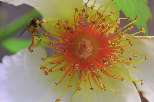 PBT_0020. Carpenteria californica. Anemone - Tree anemone. White subject