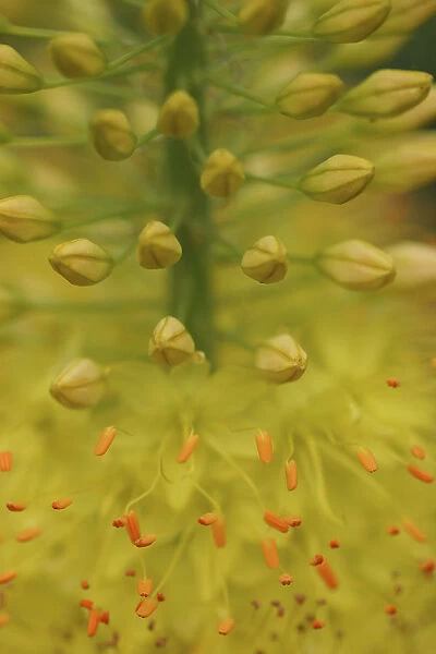 PBT_0029. Eremurus stenophyllus, Foxtail lily, Yellow subject