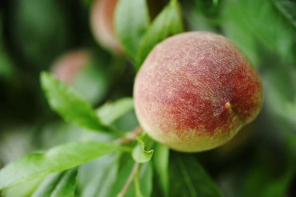 peach, prunus persica