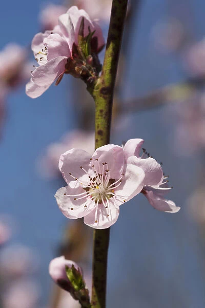 Peach, Prunus persica, Pink flower blossoms growing on tree outdoor