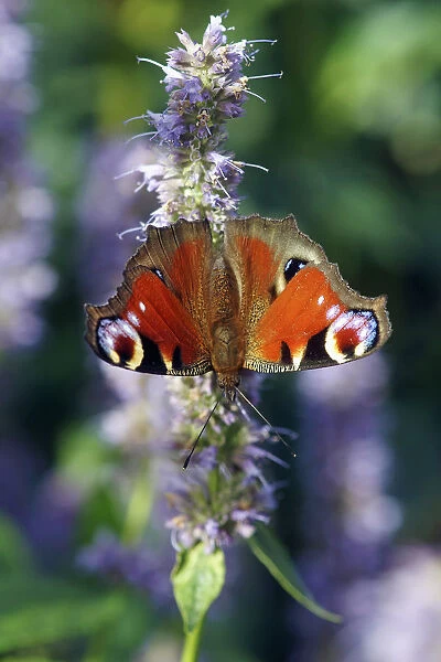 Peacock Butterfly on Agastache