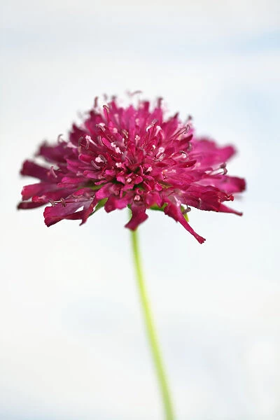 Perennial cornflower, Knautia macedonica, Side view of one open magenta