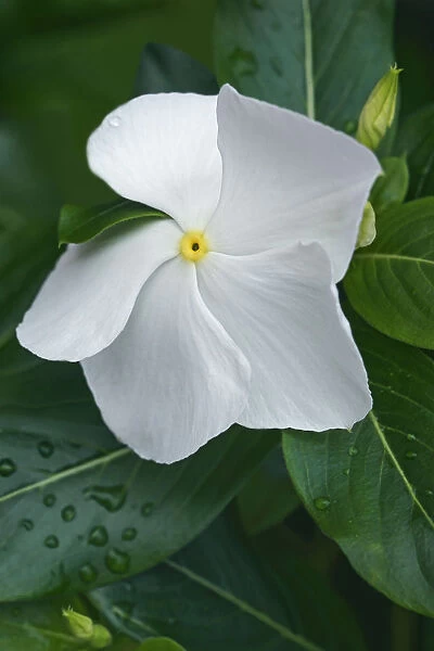Periwinkle, Madagascar periwinkle, Catharanthus roseus, Close up of delicate white flower growing outdoor