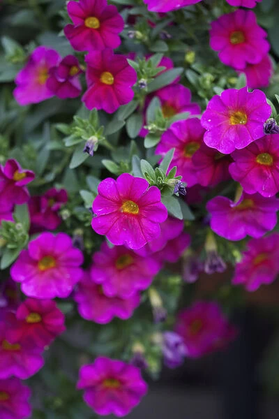 Petunia, Mass of pink coloured flowers growing outdoor