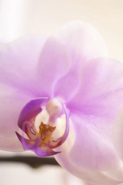 phalaenopsis hinamatsuri blushing bride, orchid, moth orchid, pink subject