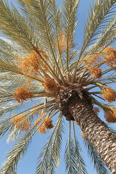 phoenix canariensis, palm, date palm, green subject, blue background