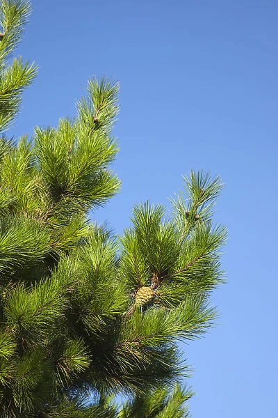 pine, fir or spruce, conifer