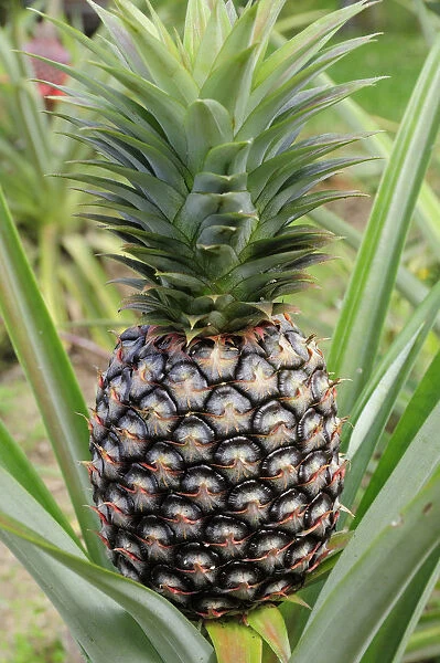 pineapple, ananas comosus