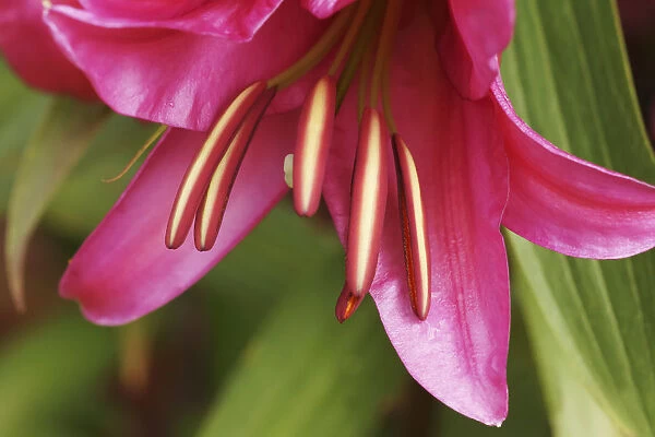 Pink Lily. Lily. Close cropped view of dark pink single flower and protruding stamens