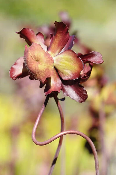 Pitcher plant, Sarraceria courtii