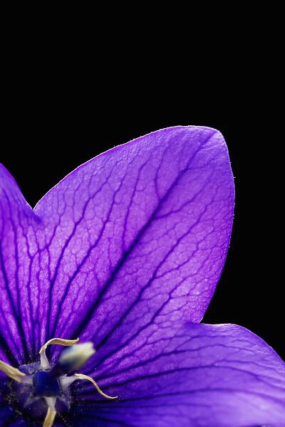 platycodon grandiflorus, balloon flower, purple subject, black background