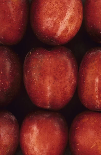 Plum, Prunus domestica Opal. Studio shot from above of nine red plums lying in three