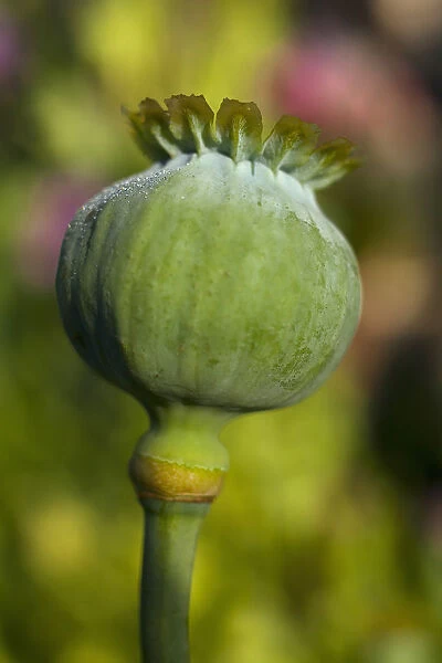 Poppy, Papaver, Close up of green seed pod growing outdoor