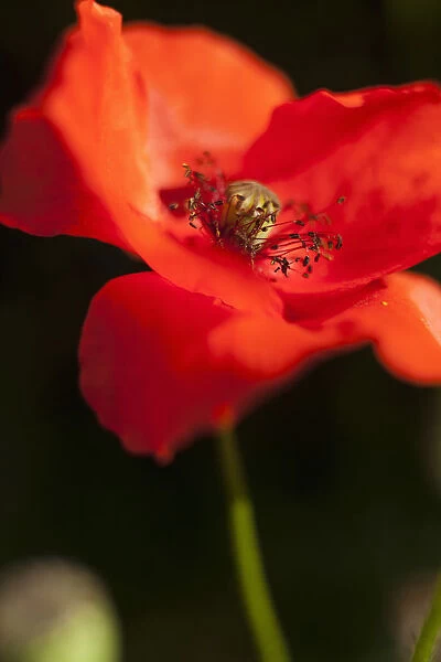 Poppy, Papaver, Close up of single red flower showing stamen
