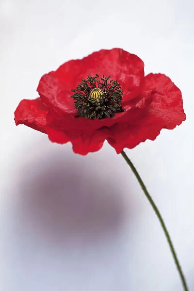 Poppy, Papaver rhoeas Flaunders, Side view of a red poppy with black stamens on a thin
